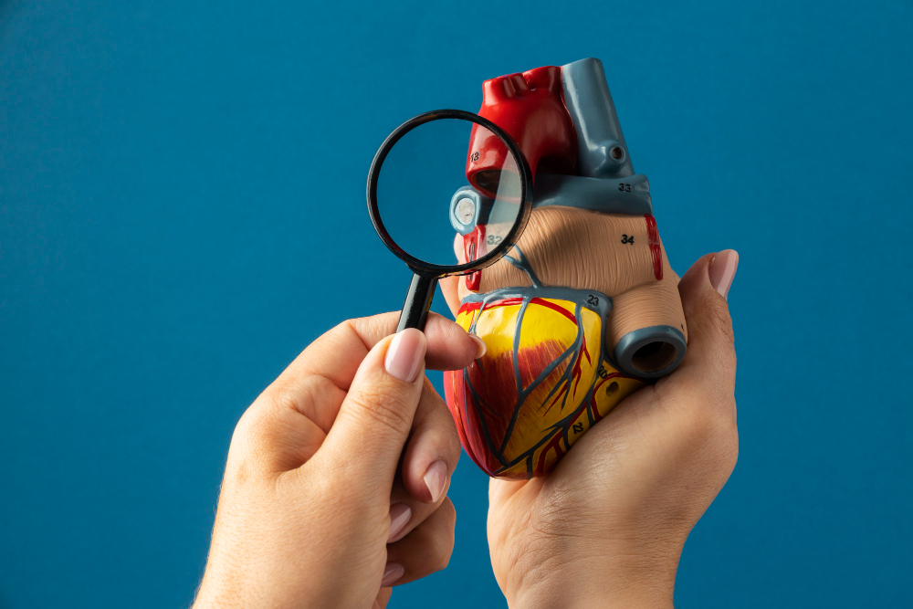 view-anatomic-heart-model-educational-purpose-with-magnifying-glass-1684603543.jpg