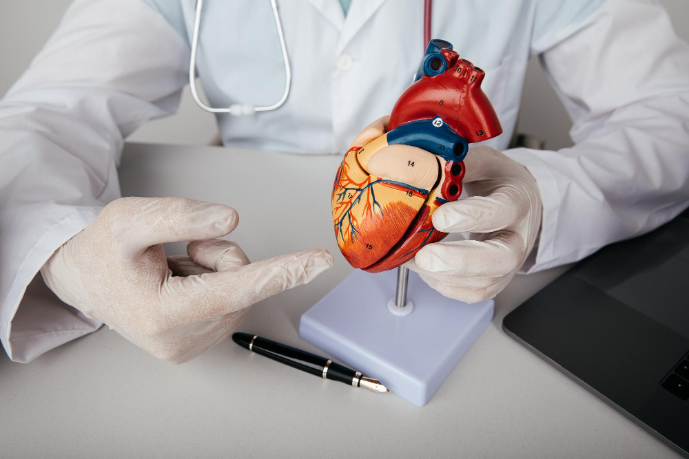 cardiology-consultation-treatment-heart-disease-doctor-cardiologist-showing-anatomical-model-human-heart.jpg